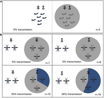 Horizontal Transmission of the Symbiont Microsporidia MB in Anopheles arabiensis